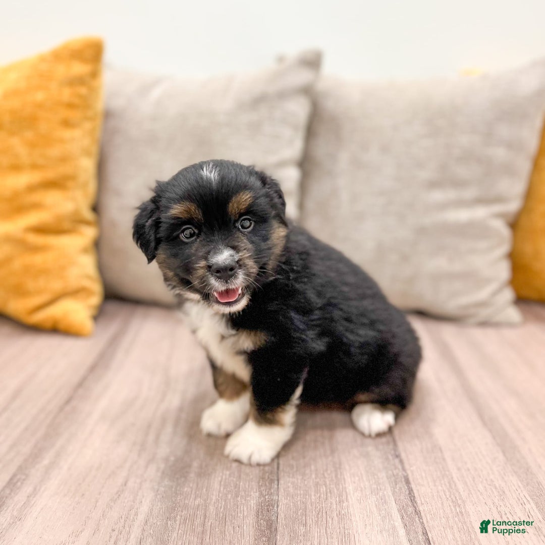 Australian Shepherd dogs for sale: Oscar - Image 7