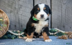 Bernese Mountain Dog dogs for sale: Betsy - Image 3