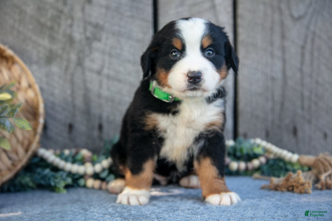 Bernese Mountain Dog dogs for sale: Betsy - Image 3