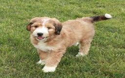 Bernedoodle dogs for sale: Chloe - Image 2