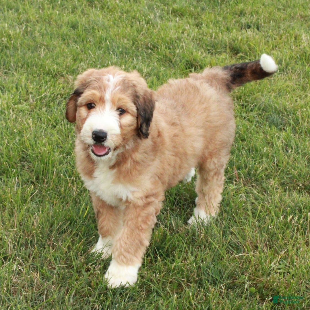 Bernedoodle dogs for sale: Chloe - Image 2