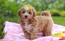 Havapoo dogs for sale: Remi - Image 6