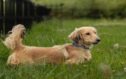Miniature Dachshund dogs for sale: Davy - Image 5