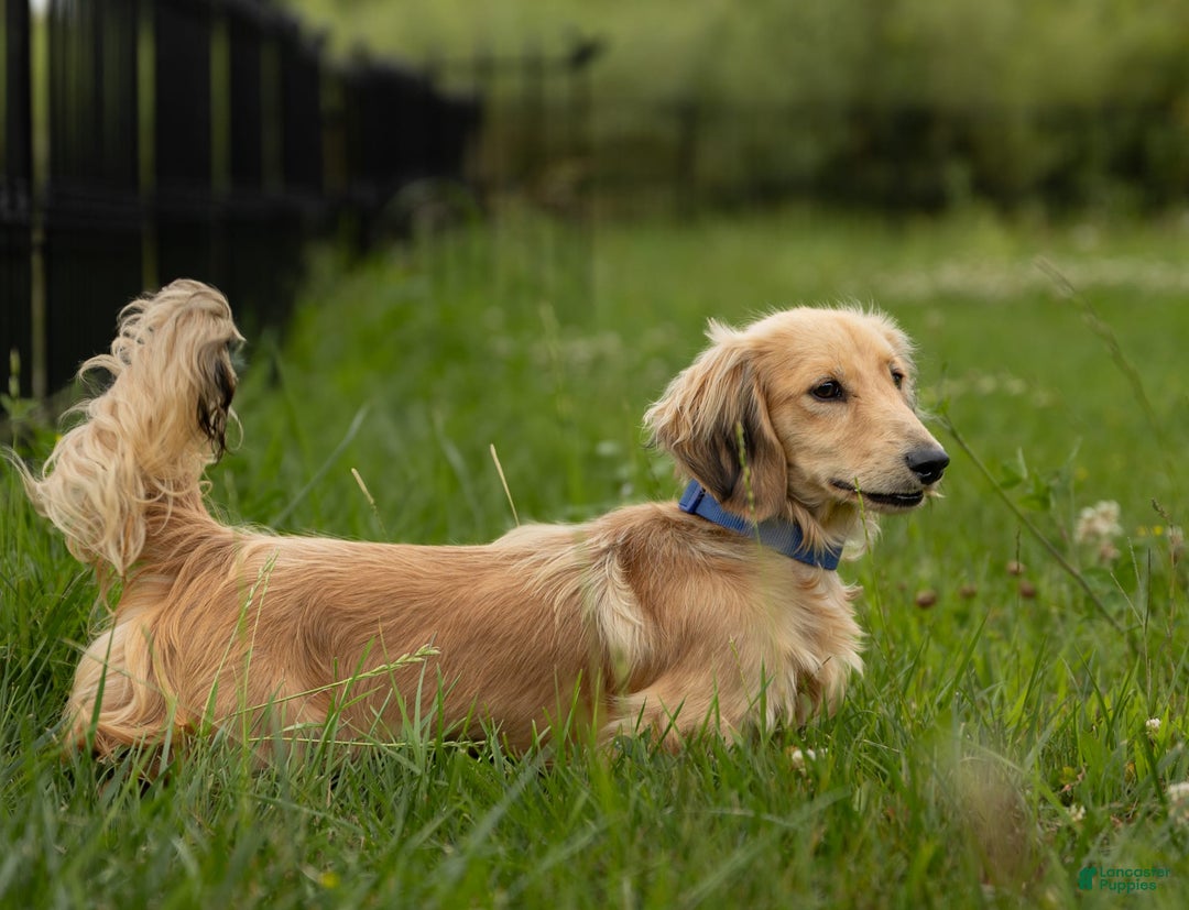 Miniature Dachshund dogs for sale: Davy - Image 5