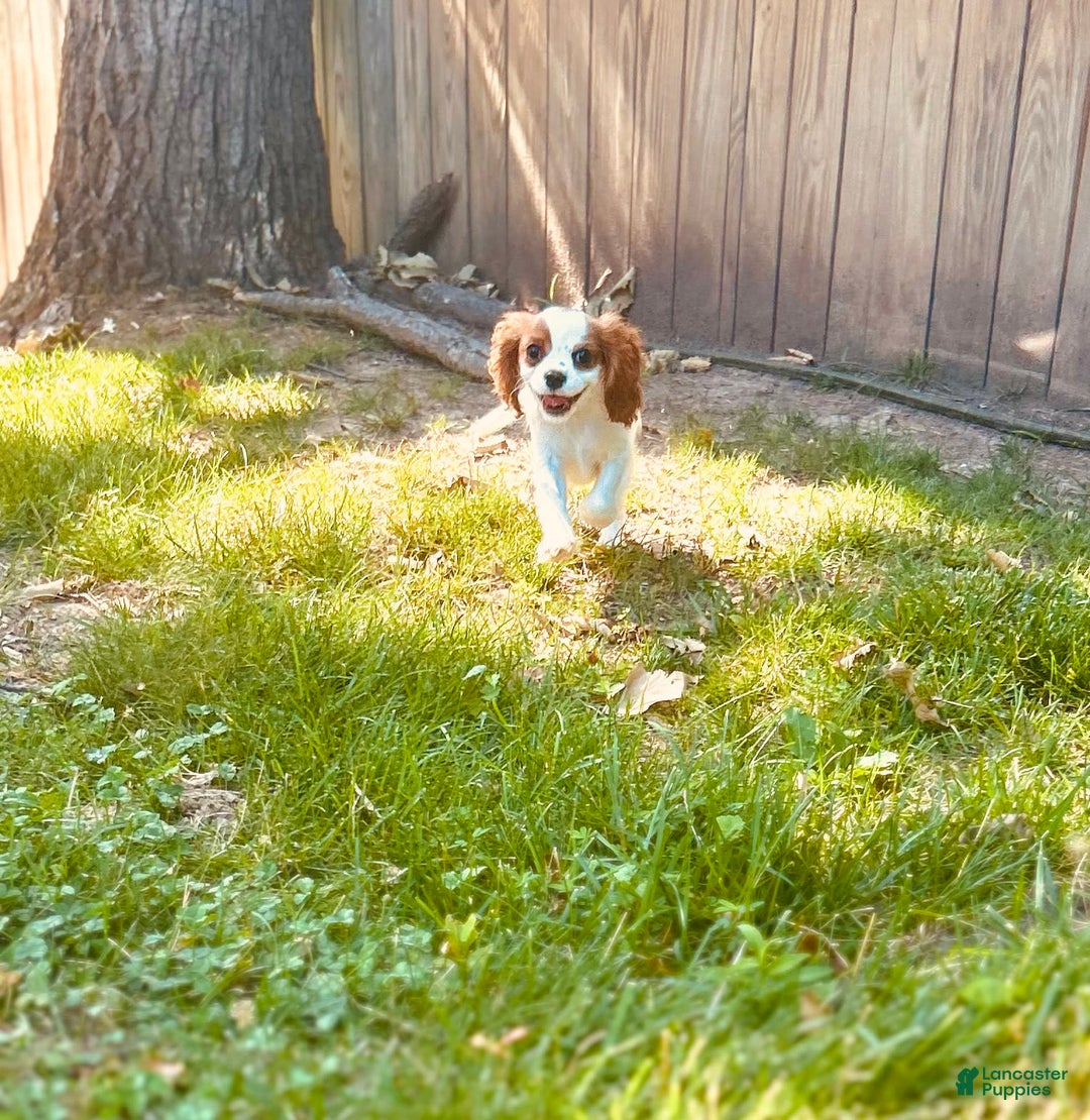Cavalier King Charles Spaniel dogs for sale: Pinkie - Image 3