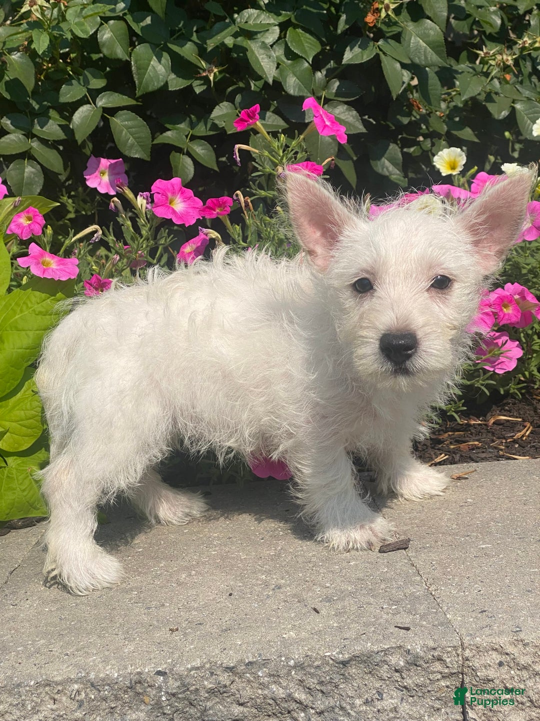 West Highland Terrier dogs for sale: Wanda - Image 2