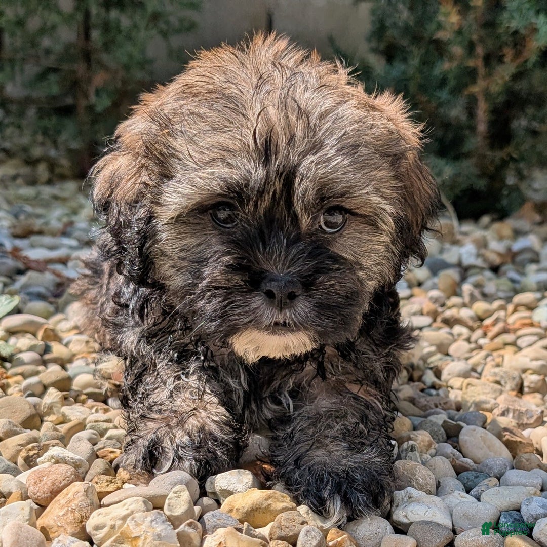Lhasa Apso dogs for sale: Smokey - Image 1