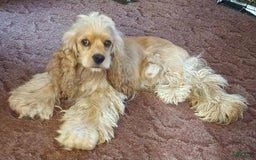 Cocker Spaniel dogs for sale: Reece - Image 3