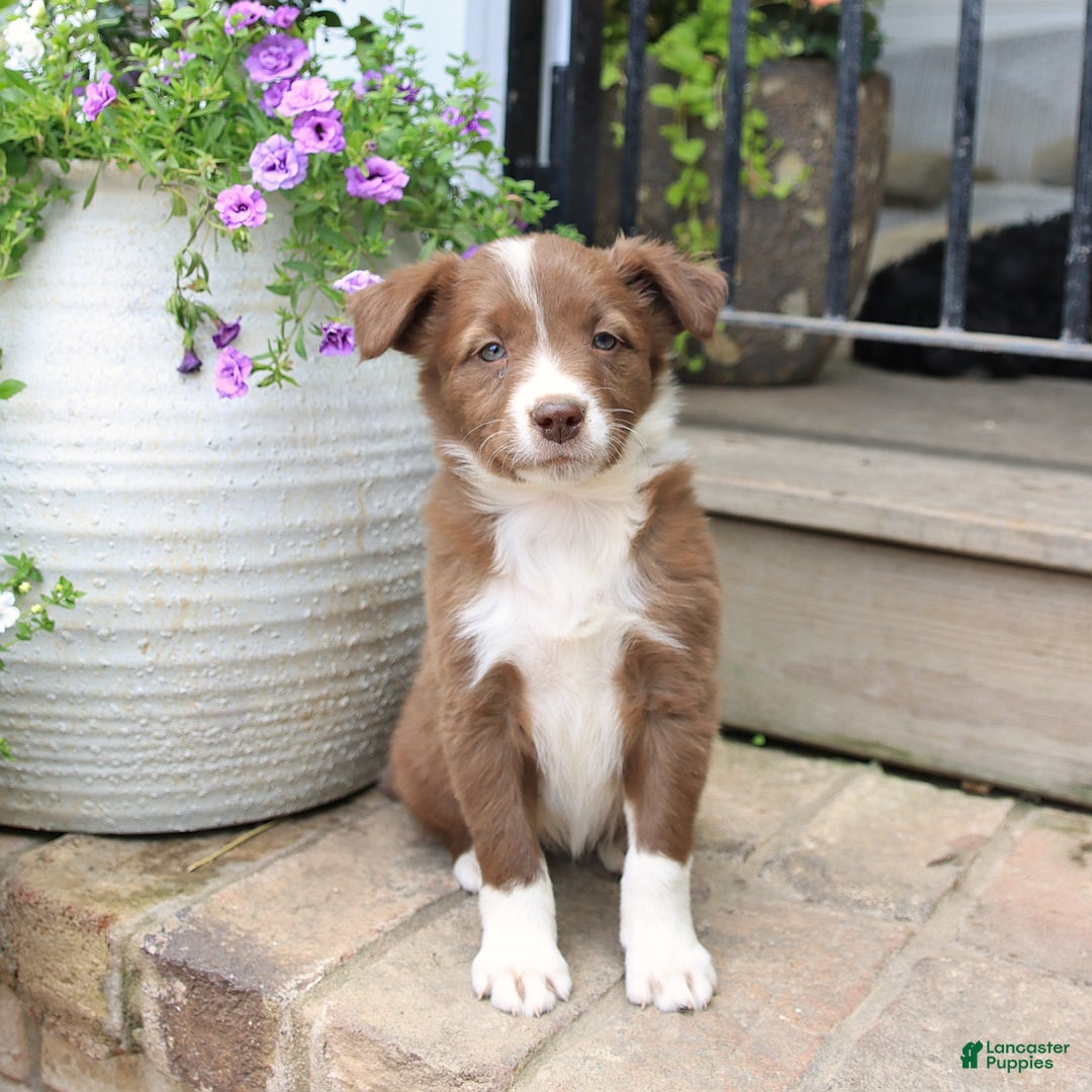 Border Collie dogs for sale: Saige - Image 2
