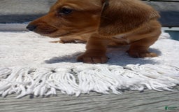 Miniature Dachshund dogs for sale: Barley - Image 6