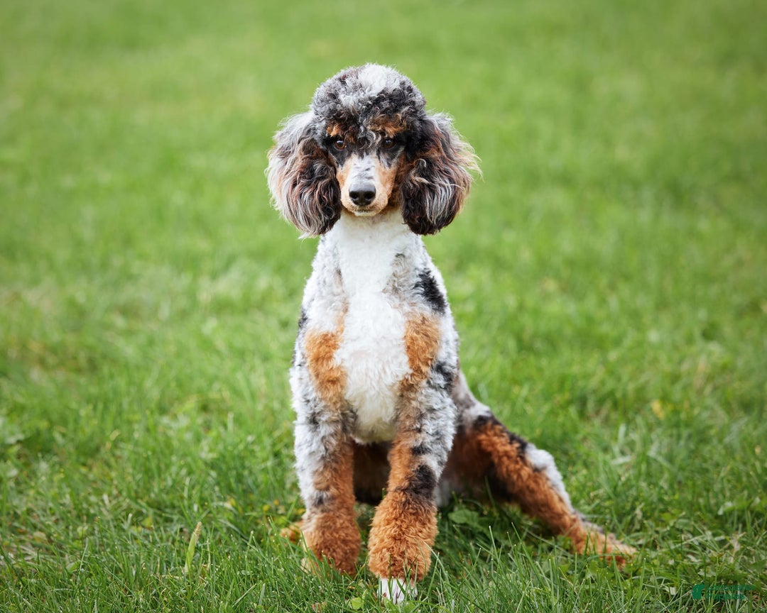 Cavapoo dogs for sale: Ollie - Image 5
