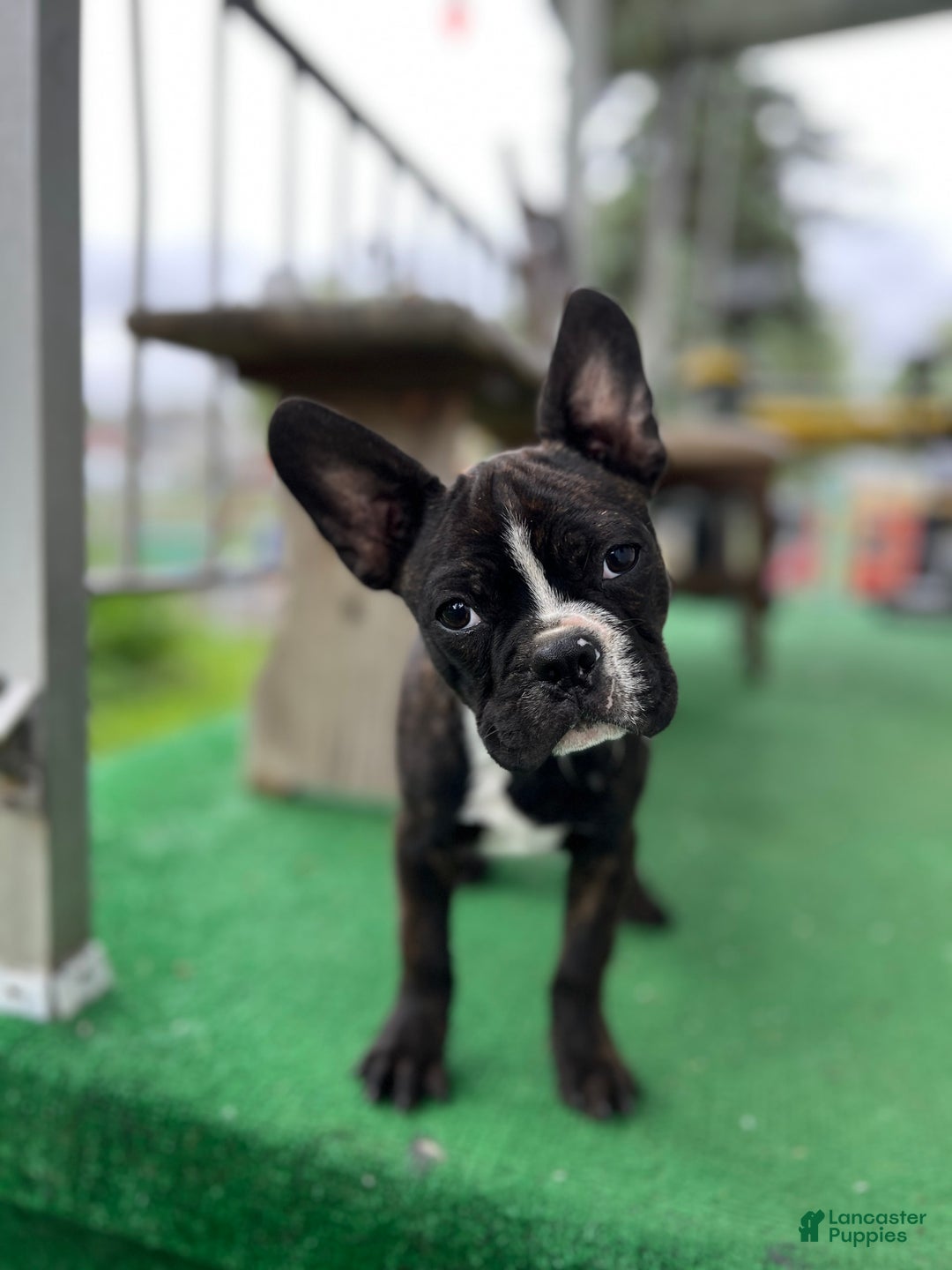 Frenchton dogs for sale: Scuttle - Image 2