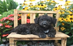 Rat Terrier dogs for sale: Rosie - Image 3
