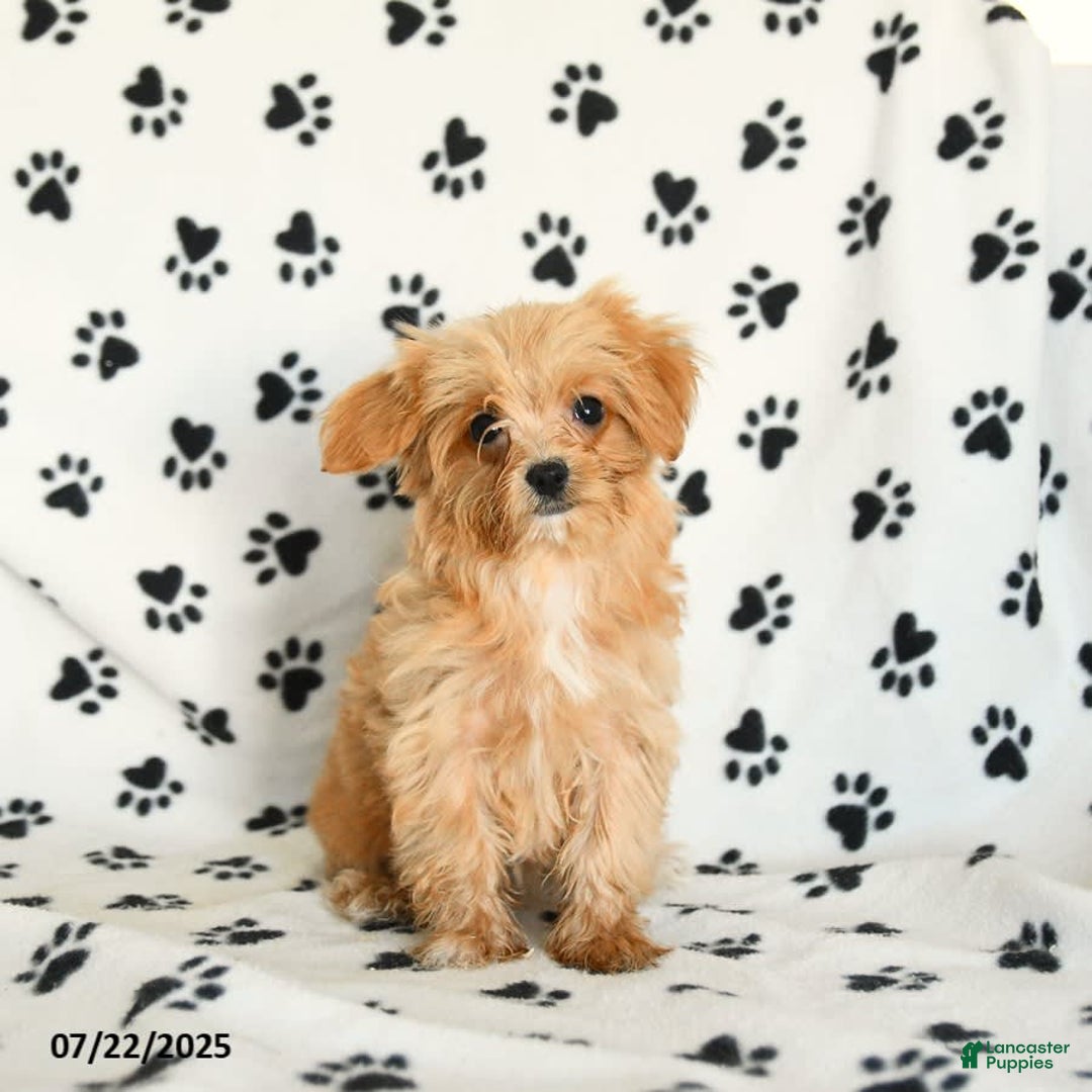 Cavapoo dogs for sale: Alex - Image 2