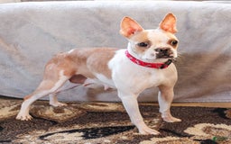 Boston Terrier dogs for sale: Willa - Image 6