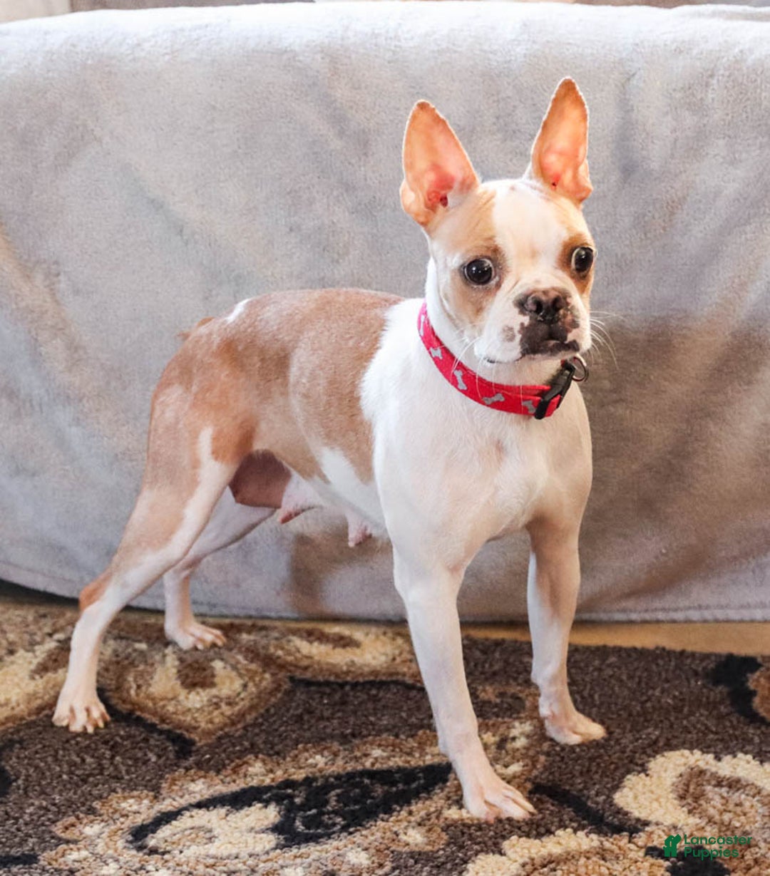 Boston Terrier dogs for sale: Willa - Image 6
