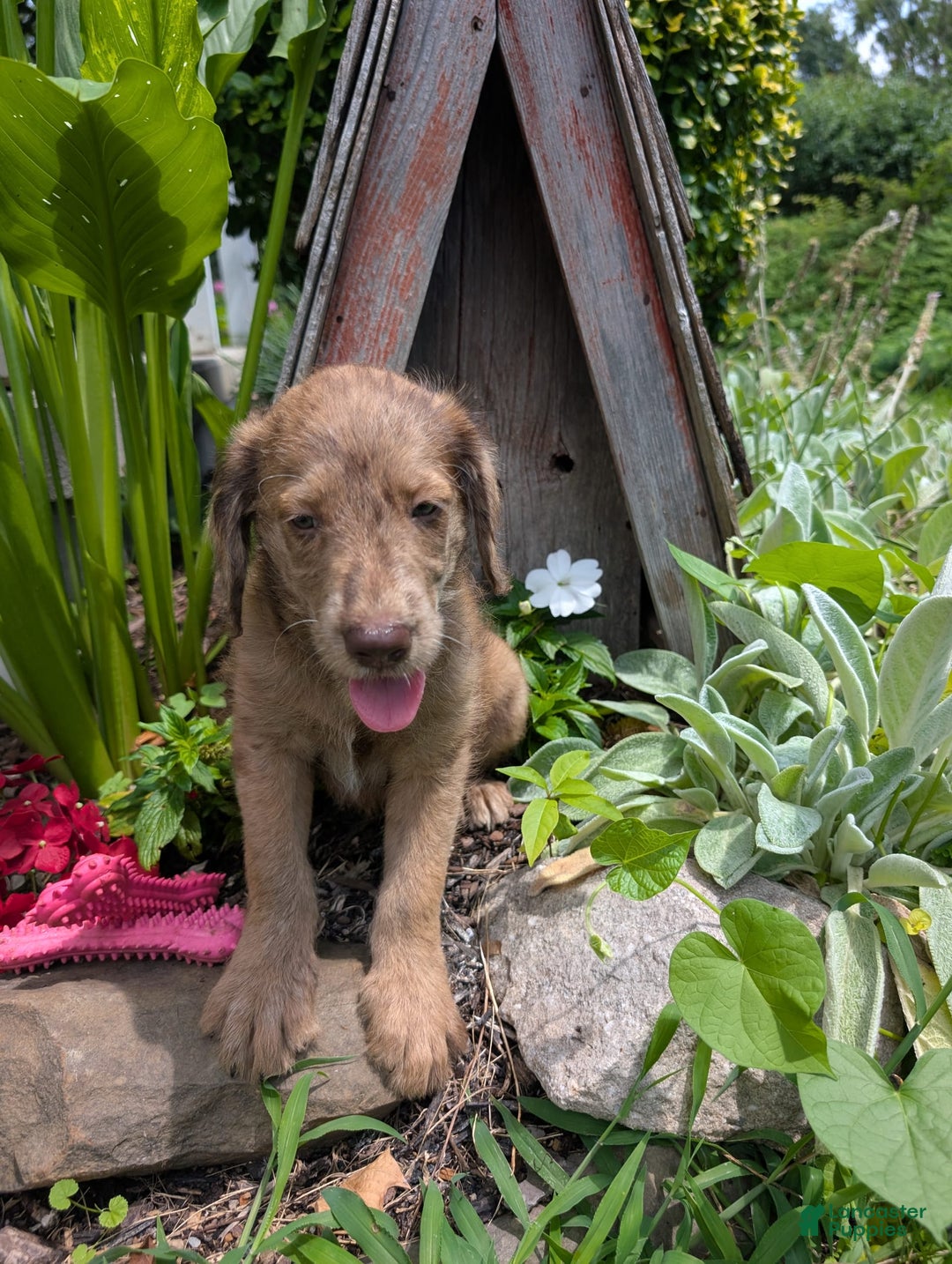 Labradoodle dogs for sale: Aspen Fern - Image 3