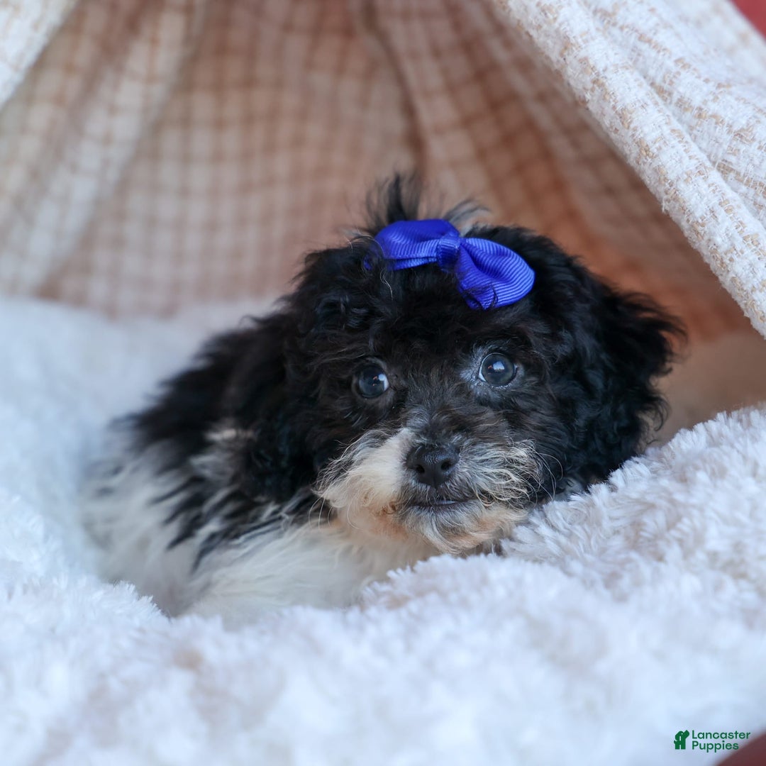 Bichpoo dogs for sale: Barney - Image 7