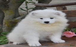 Samoyed dogs for sale: Cleo - Image 3