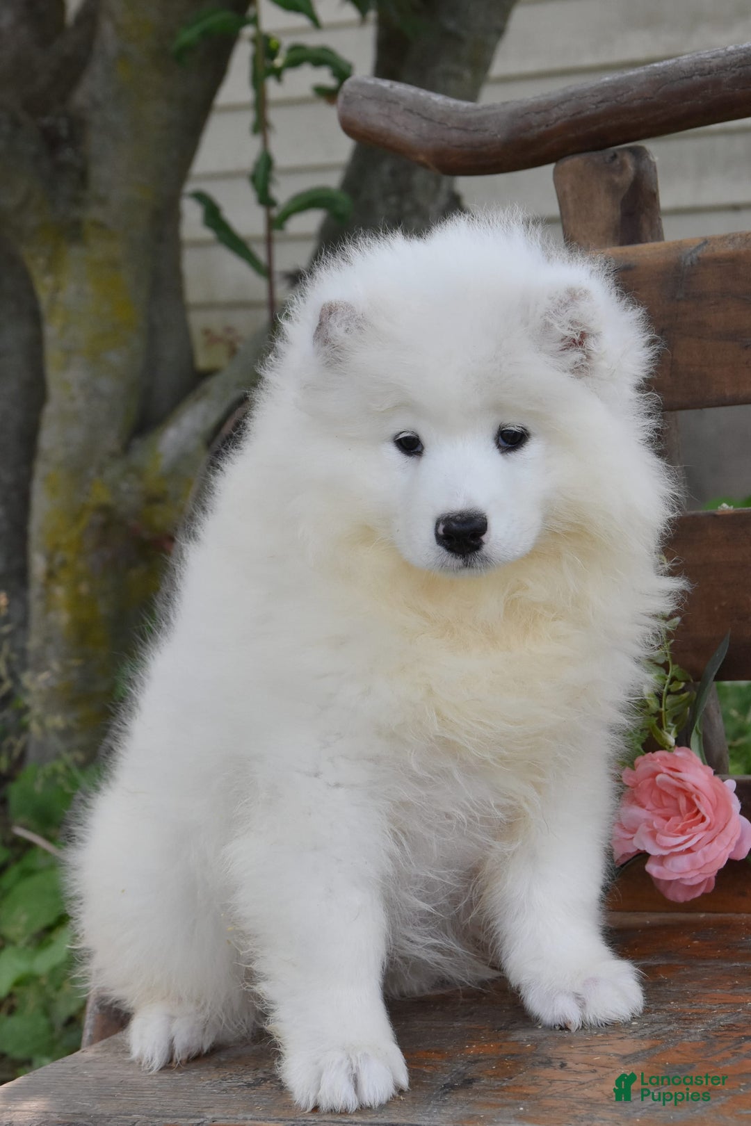 Samoyed dogs for sale: Cleo - Image 3