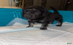 Cockapoo dogs for sale: Love - Image 1