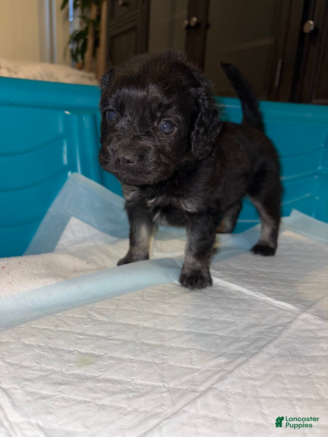 Cockapoo dogs for sale: Love - Image 1