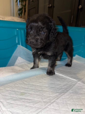 Cockapoo dogs for sale - Ad 2