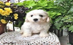 Cavachon dogs for sale: Molly - Image 10
