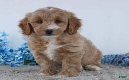  dogs for sale: Mini Goldendoodle 4 puppies - Image 8