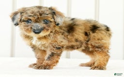 Miniature Poodle dogs for sale: Kylie - Image 2
