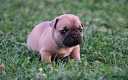French Bulldog dogs for sale: Sheila - Image 14