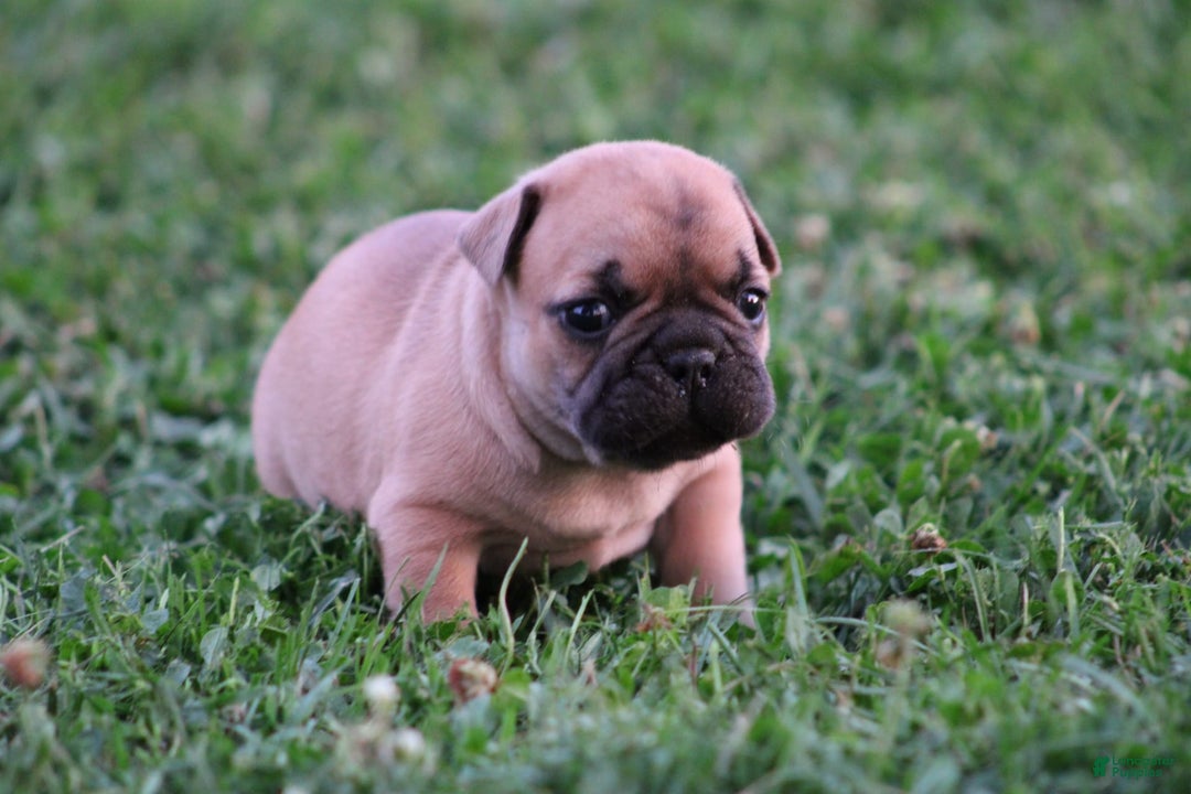 French Bulldog dogs for sale: Sheila - Image 14
