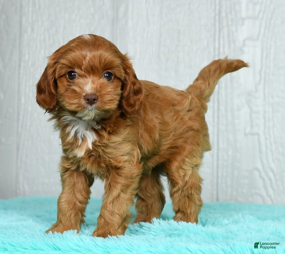 Cavapoo dogs for sale: Layla - Image 6