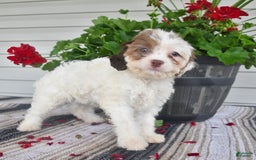 Cavapoo dogs for sale: Missie - Image 6
