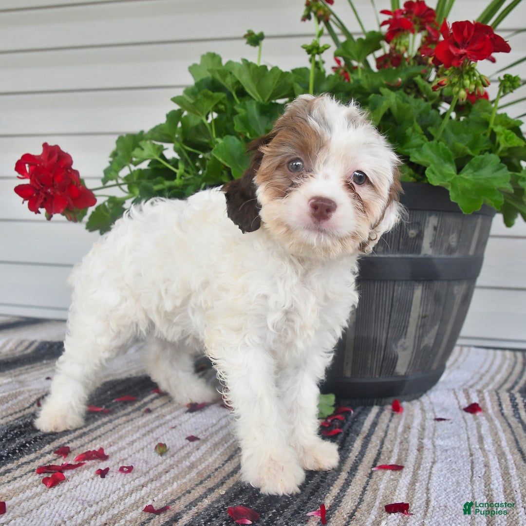 Cavapoo dogs for sale: Missie - Image 6