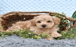 Havapoo dogs for sale: Belle - Image 9