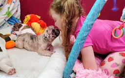 French Bulldog dogs for sale: Loki Akc - Image 8