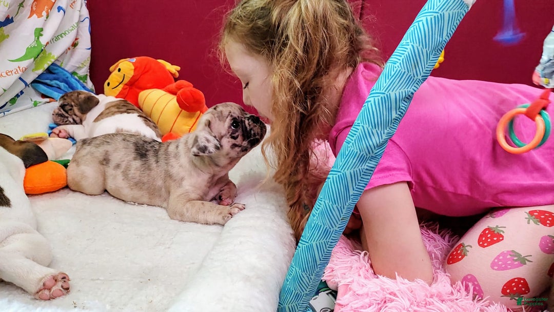French Bulldog dogs for sale: Loki Akc - Image 8