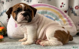 English Bulldog dogs for sale: Marshall 6597 - Image 5