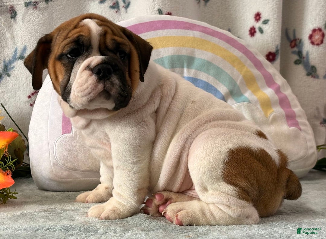 English Bulldog dogs for sale: Marshall 6597 - Image 5