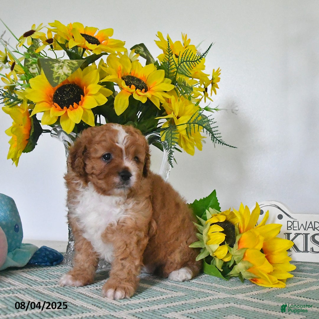 Cavapoo dogs for sale: Carmella - Image 1