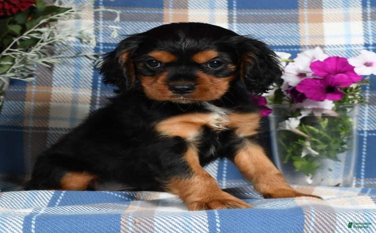 Cavalier King Charles Spaniel dogs for sale - Ad 5