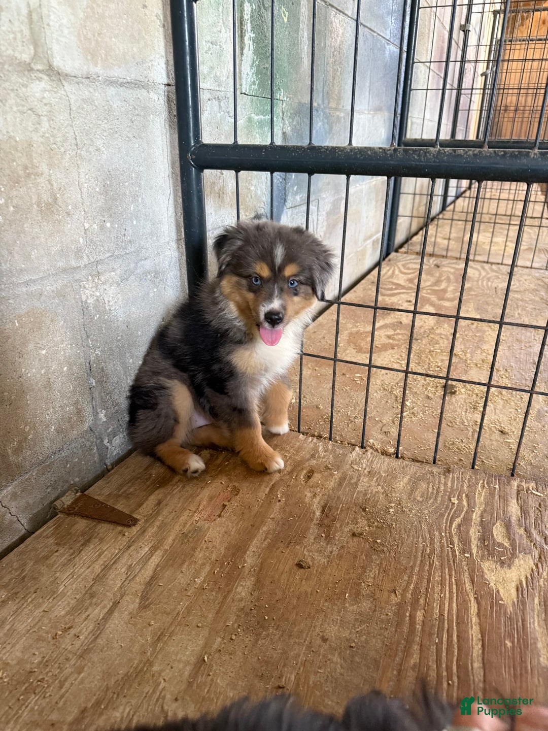  dogs for sale: Toy Australian Shepherd 2 puppies - Image 5
