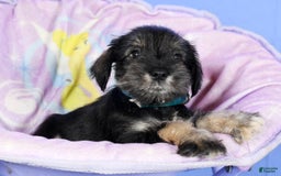 Miniature Schnauzer dogs for sale: Austin - Image 4