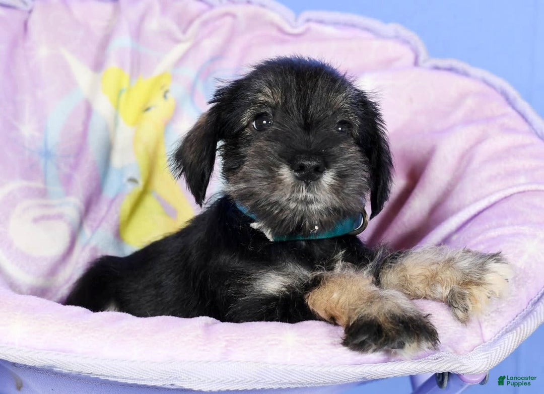 Miniature Schnauzer dogs for sale: Austin - Image 4