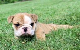 English Bulldog dogs for sale: Wyatt - Image 12
