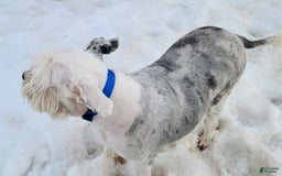 Old English Sheepdog dogs for sale: Potato - Image 3