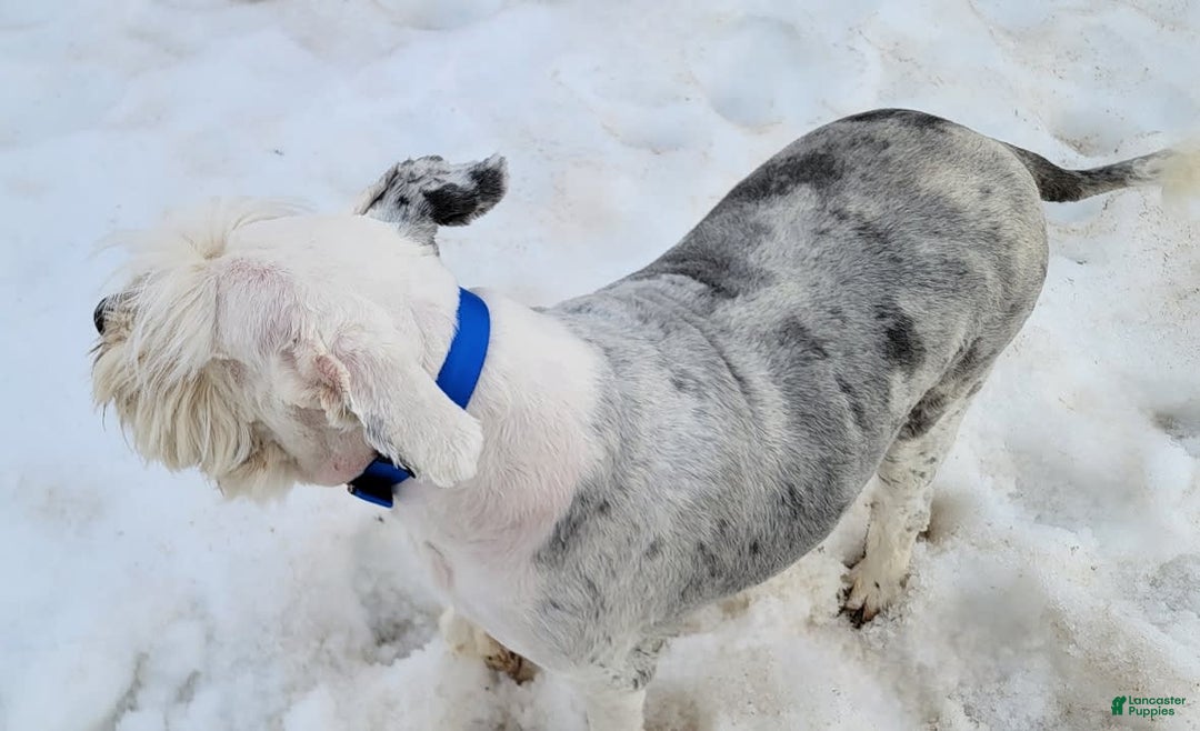 Old English Sheepdog dogs for sale: Potato - Image 3