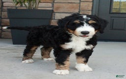 Bernedoodle dogs for sale: Charlie - Image 3