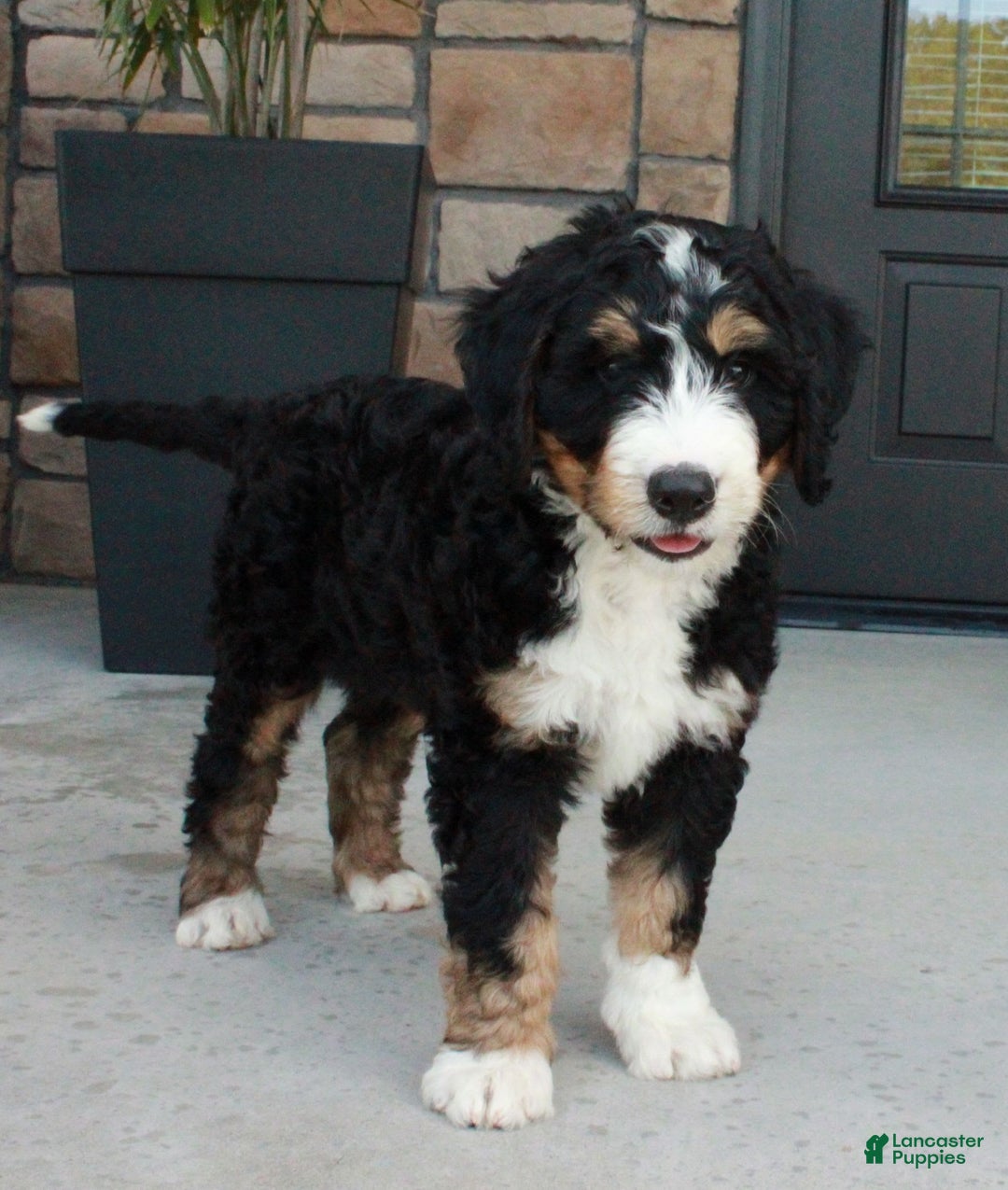 Bernedoodle dogs for sale: Charlie - Image 3